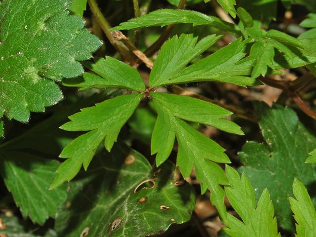 Anemone nemorosa